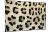 Leopard Close-Up of Coat-null-Mounted Photographic Print