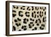 Leopard Close-Up of Coat-null-Framed Photographic Print