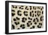Leopard Close-Up of Coat-null-Framed Photographic Print