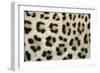 Leopard Close-Up of Coat-null-Framed Photographic Print