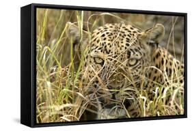 Leopard Close-Up of Face-null-Framed Stretched Canvas