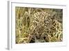 Leopard Close-Up of Face-null-Framed Photographic Print
