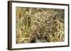 Leopard Close-Up of Face-null-Framed Photographic Print