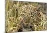 Leopard Close-Up of Face-null-Mounted Photographic Print