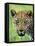 Leopard Close-Up of Head-null-Framed Stretched Canvas