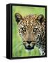 Leopard Close-Up of Head-null-Framed Stretched Canvas