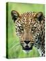 Leopard Close-Up of Head-null-Stretched Canvas