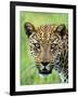 Leopard Close-Up of Head-null-Framed Photographic Print