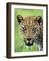 Leopard Close-Up of Head-null-Framed Photographic Print