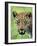 Leopard Close-Up of Head-null-Framed Photographic Print