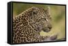 Leopard close Up-Michele Westmorland-Framed Stretched Canvas