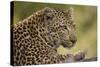Leopard close Up-Michele Westmorland-Stretched Canvas