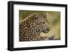 Leopard close Up-Michele Westmorland-Framed Photographic Print