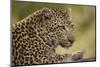 Leopard close Up-Michele Westmorland-Mounted Photographic Print