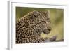 Leopard close Up-Michele Westmorland-Framed Photographic Print