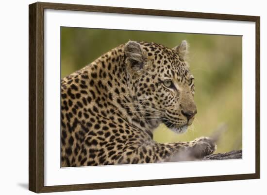 Leopard close Up-Michele Westmorland-Framed Photographic Print