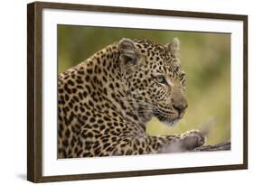 Leopard close Up-Michele Westmorland-Framed Photographic Print