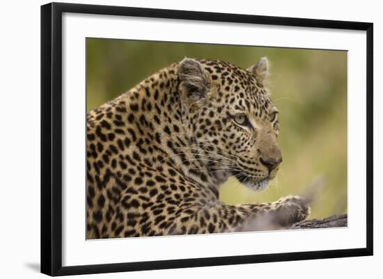 Leopard close Up-Michele Westmorland-Framed Photographic Print