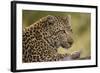 Leopard close Up-Michele Westmorland-Framed Photographic Print