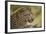 Leopard close Up-Michele Westmorland-Framed Photographic Print