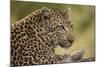 Leopard close Up-Michele Westmorland-Mounted Photographic Print