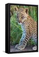 Leopard Cub (Panthera Pardus), Serengeti National Park, Tanzania-null-Framed Stretched Canvas