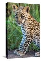 Leopard Cub (Panthera Pardus), Serengeti National Park, Tanzania-null-Stretched Canvas