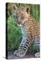 Leopard Cub (Panthera Pardus), Serengeti National Park, Tanzania-null-Stretched Canvas