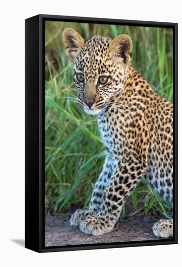 Leopard Cub (Panthera Pardus), Serengeti National Park, Tanzania-null-Framed Stretched Canvas