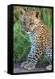 Leopard Cub (Panthera Pardus), Serengeti National Park, Tanzania-null-Framed Stretched Canvas