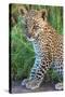Leopard Cub (Panthera Pardus), Serengeti National Park, Tanzania-null-Stretched Canvas