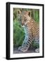 Leopard Cub (Panthera Pardus), Serengeti National Park, Tanzania-null-Framed Photographic Print