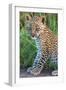 Leopard Cub (Panthera Pardus), Serengeti National Park, Tanzania-null-Framed Photographic Print