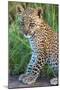 Leopard Cub (Panthera Pardus), Serengeti National Park, Tanzania-null-Mounted Photographic Print