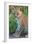 Leopard Cub (Panthera Pardus), Serengeti National Park, Tanzania-null-Framed Photographic Print