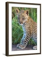 Leopard Cub (Panthera Pardus), Serengeti National Park, Tanzania-null-Framed Photographic Print