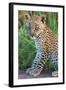 Leopard Cub (Panthera Pardus), Serengeti National Park, Tanzania-null-Framed Photographic Print