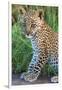 Leopard Cub (Panthera Pardus), Serengeti National Park, Tanzania-null-Framed Photographic Print