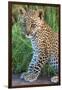 Leopard Cub (Panthera Pardus), Serengeti National Park, Tanzania-null-Framed Photographic Print