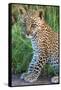 Leopard Cub (Panthera Pardus), Serengeti National Park, Tanzania-null-Framed Stretched Canvas