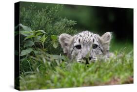 Leopard Cub-Lantern Press-Stretched Canvas