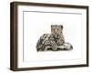 Leopard Cub-Sarah Stribbling-Framed Art Print