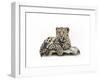 Leopard Cub-Sarah Stribbling-Framed Art Print