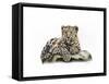 Leopard Cub-Sarah Stribbling-Framed Stretched Canvas