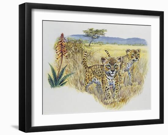 Leopard Cubs (Panthera Pardus), Felidae, Drawing-null-Framed Giclee Print