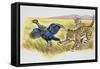 Leopard Cubs (Panthera Pardus)-null-Framed Stretched Canvas