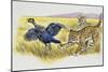 Leopard Cubs (Panthera Pardus)-null-Mounted Giclee Print