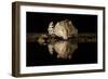 Leopard Drinking-Joan Gil Raga-Framed Giclee Print