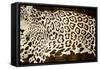 Leopard Encounter-Darren Davison-Framed Stretched Canvas