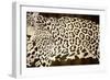 Leopard Encounter-Darren Davison-Framed Art Print